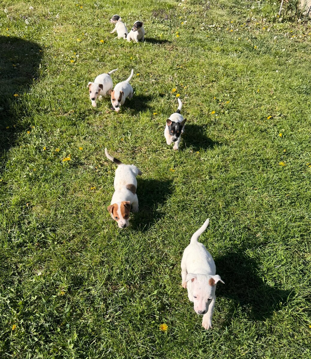 Jack Russell teriér - 9
