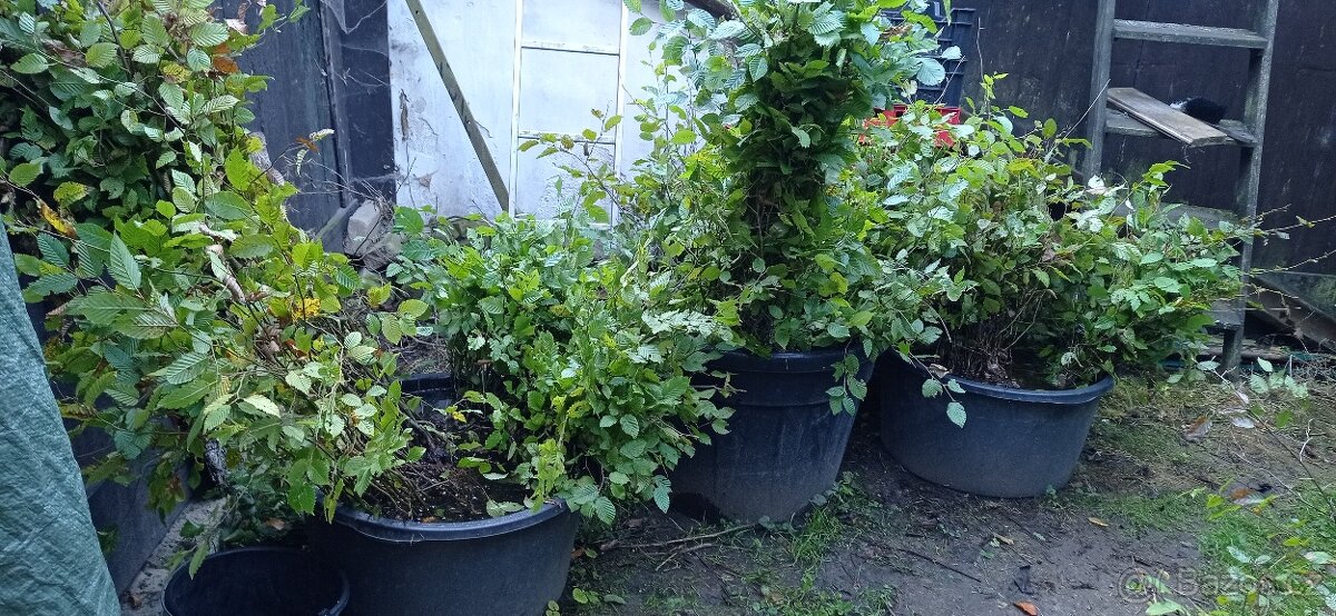 Habr na živé ploty. - 9