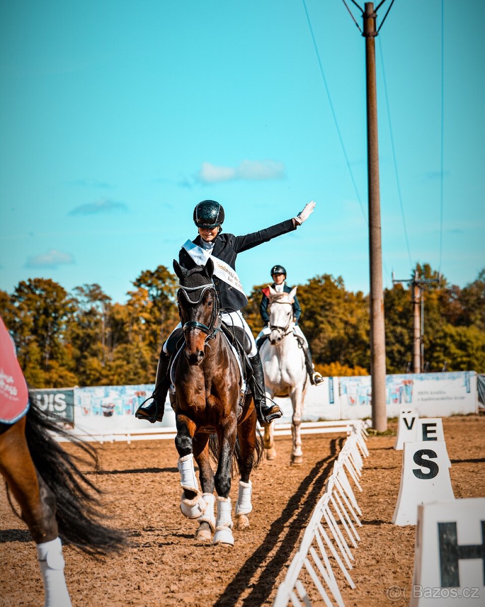 Prodej sportovního koně - 9