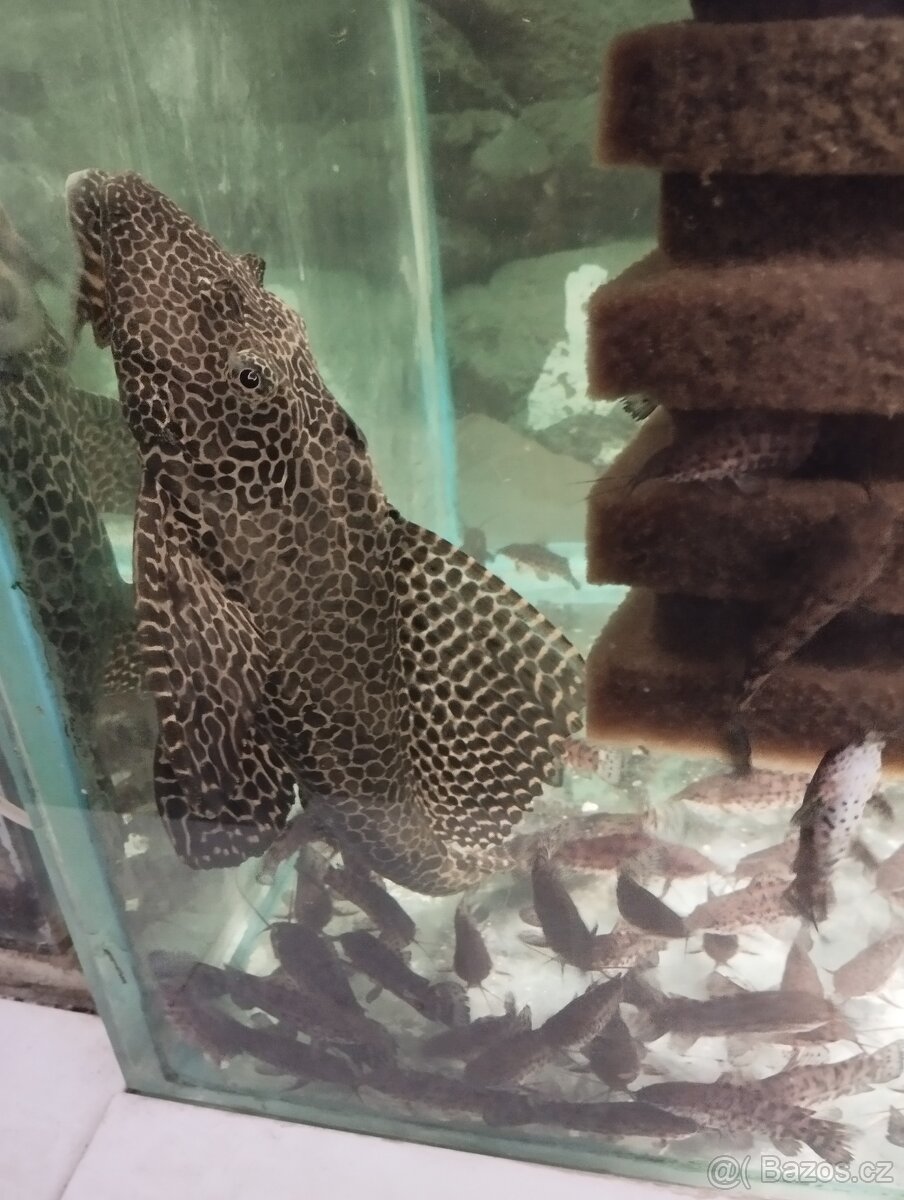 prodej novinek ze dvora - 9