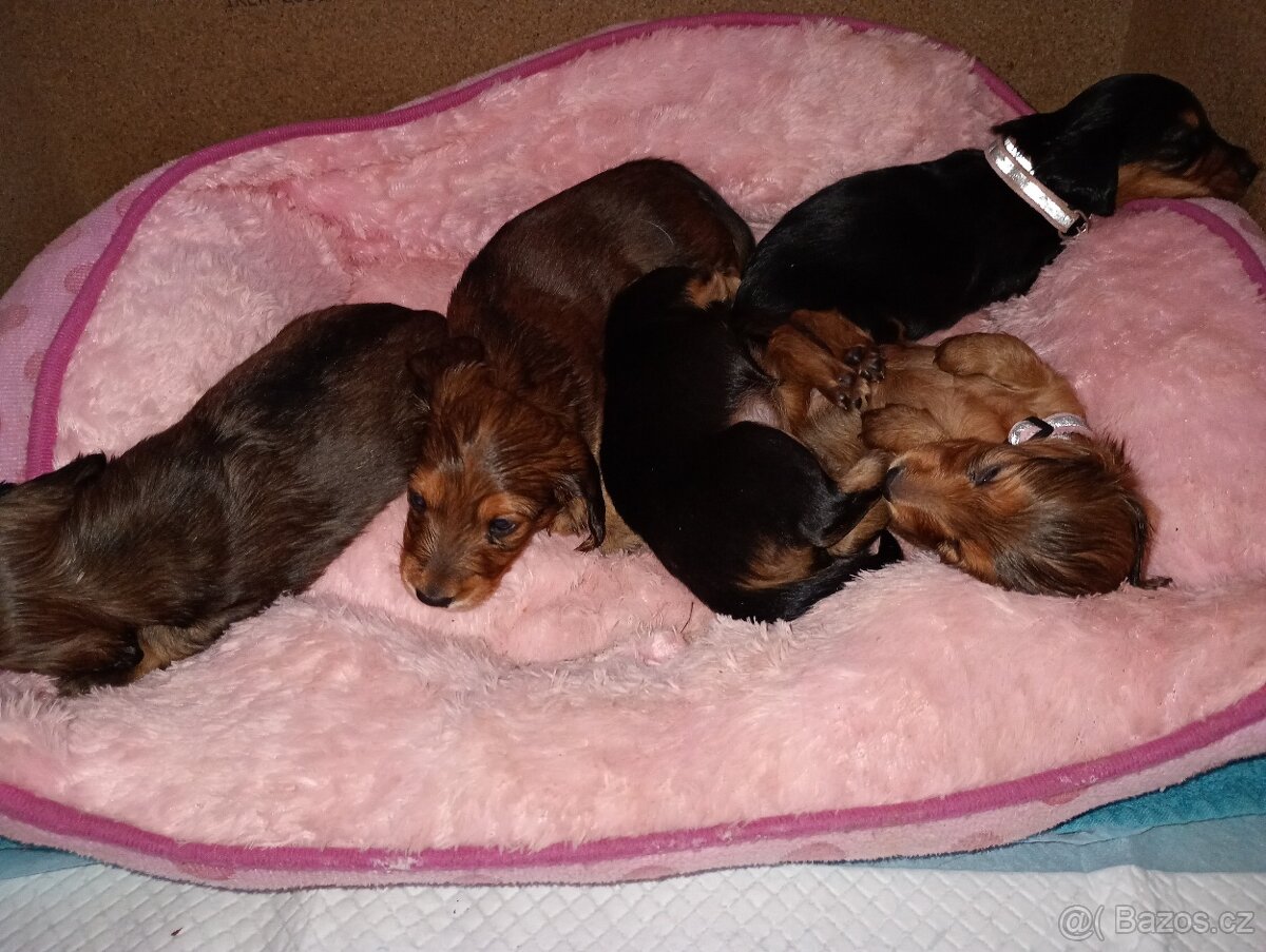 Jezevčík trpasličí dlouhosrstý - 9