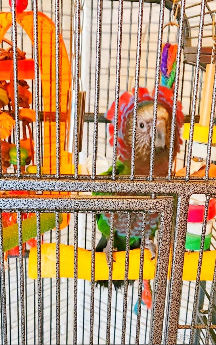 Amazoňan vějířový - 9