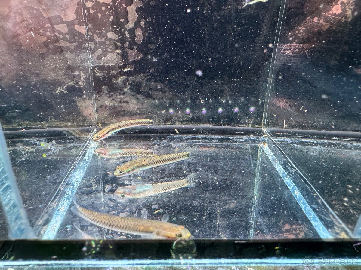 Akvarijní rybky - 9