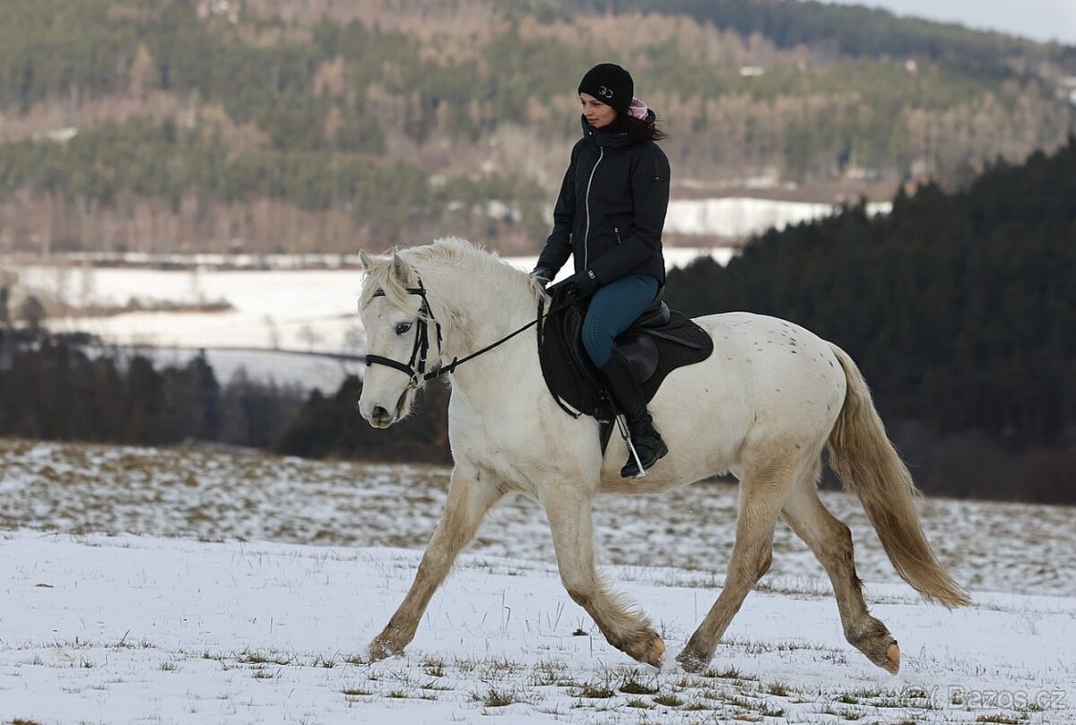 Pony valach na prodej - 9