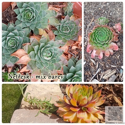 semínka, zelenina, bylinky, koření, okrasné květiny a trávy - 9