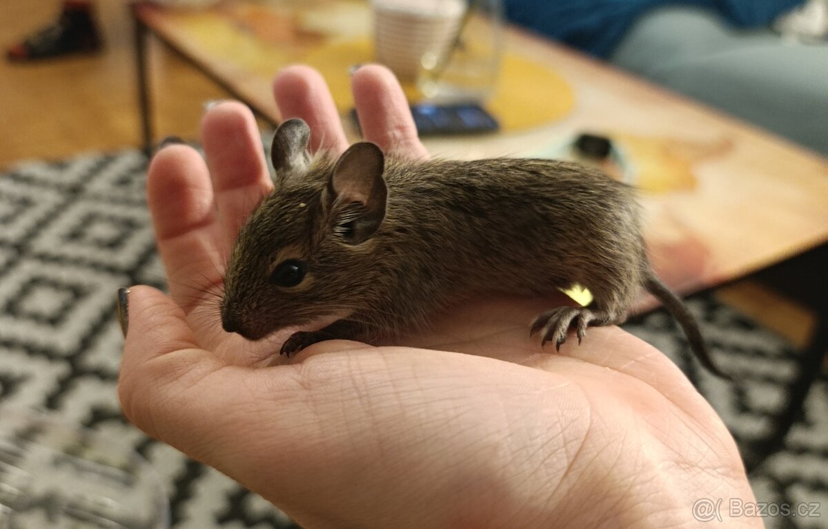 Osmák Degu - 9