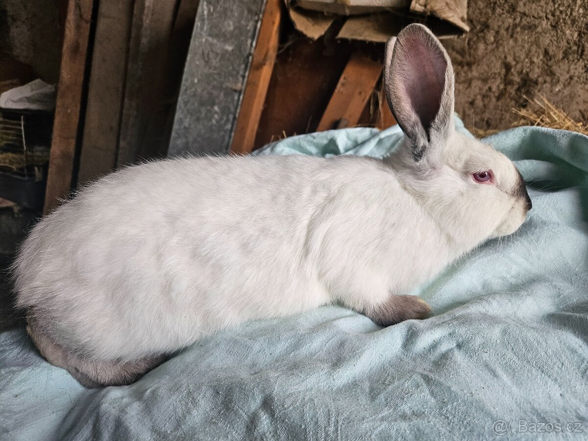 Králík - 9