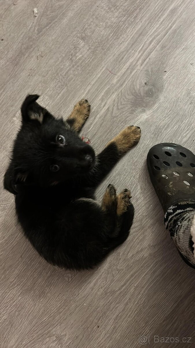 Německý ovčák - 9