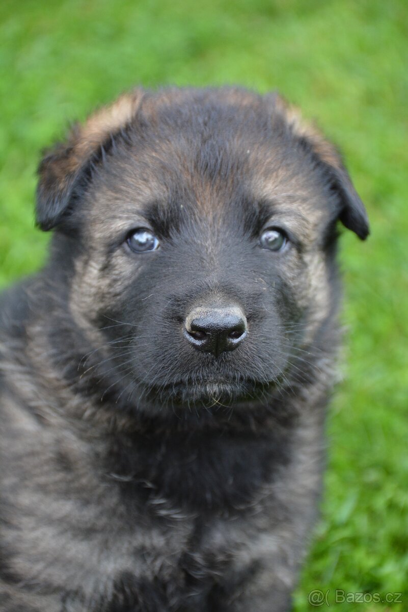 Německý ovčák sytě vlkošedý k odběru s PP - 9