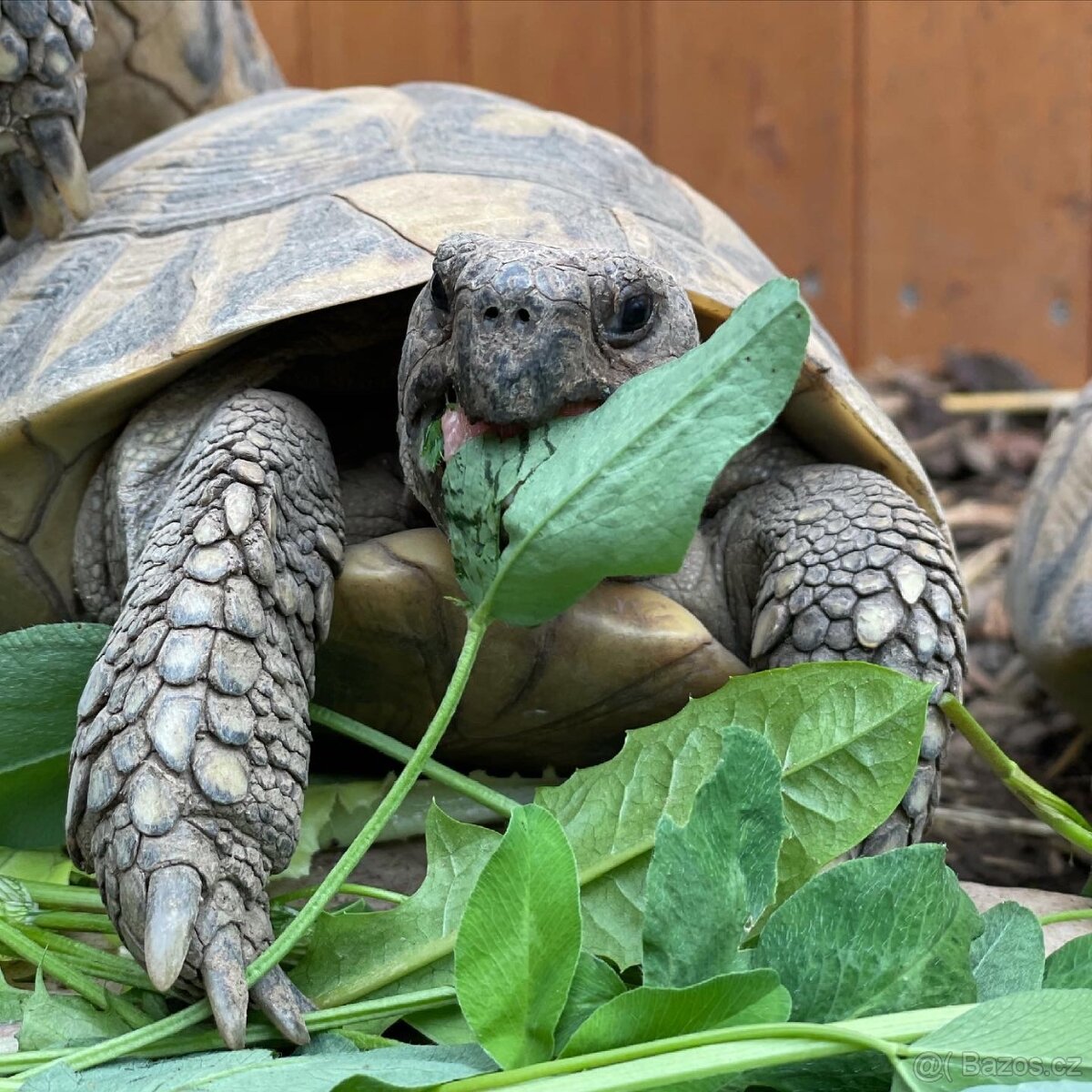 Suchozemská želva + vybavení k chovu - 9