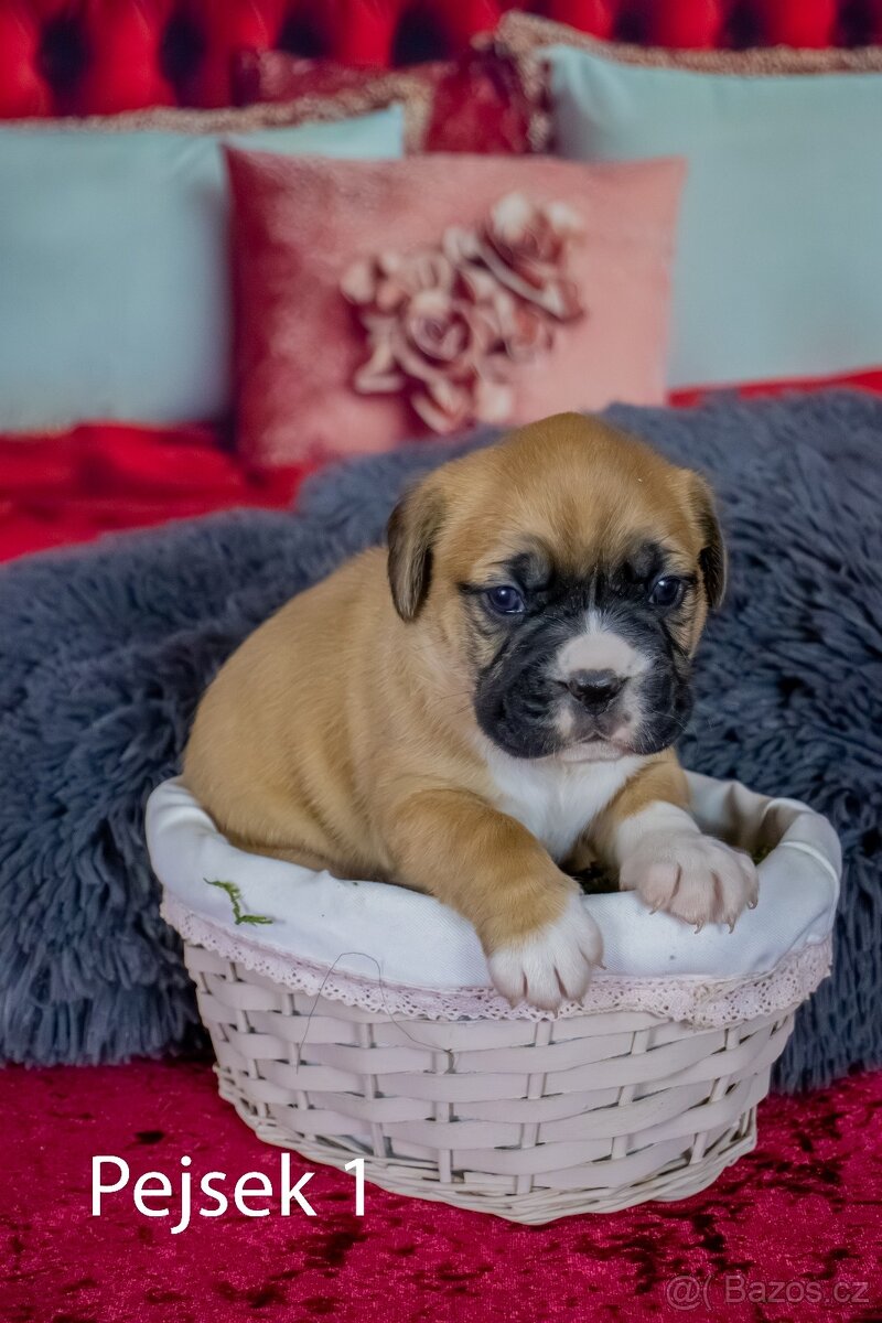 Štěňata francouzak + bordeaxska doga - 9