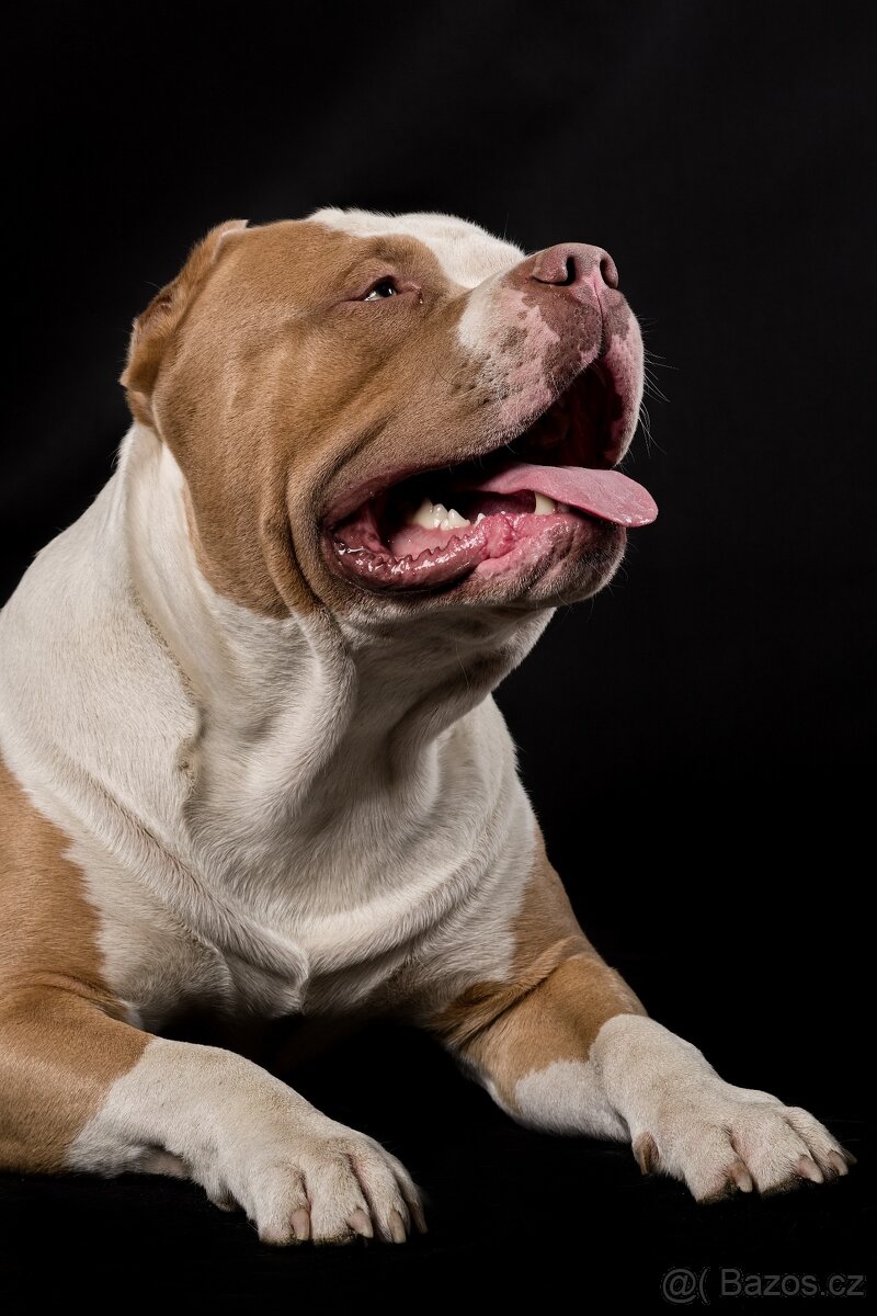 American bully xl - 9