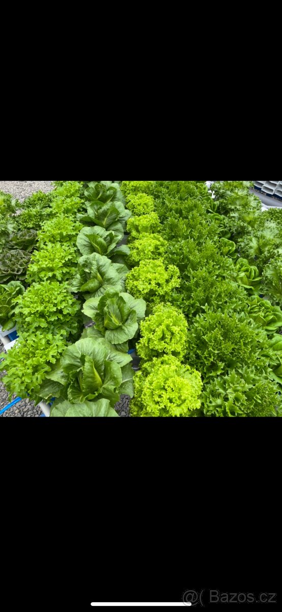 Hydroponie-aquaponie - 9