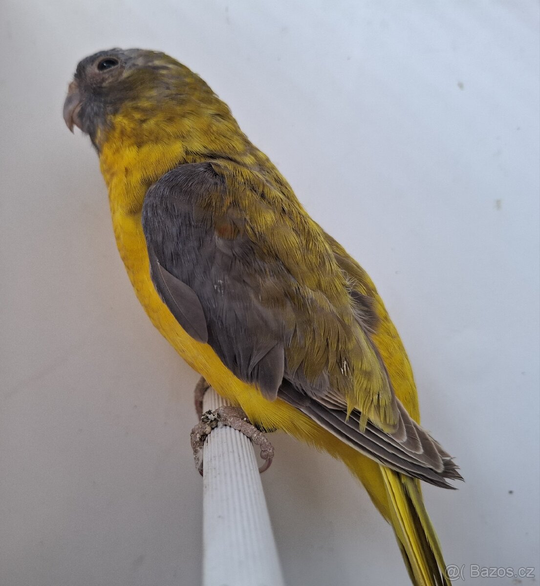 Neoféma tyrkysová žltobruchá - 9