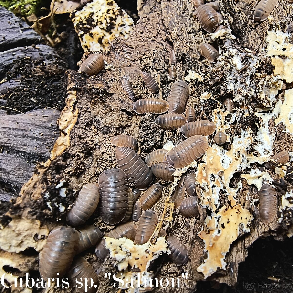ISOPODY·STÍNKY - Fauna trhy Ostrava 14.12. - 9