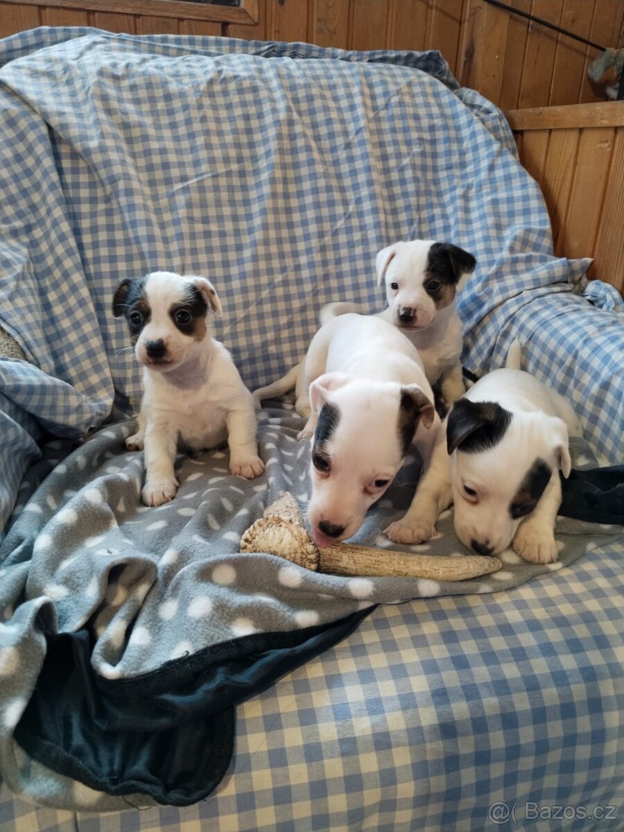 Jack Russell teriér - 9