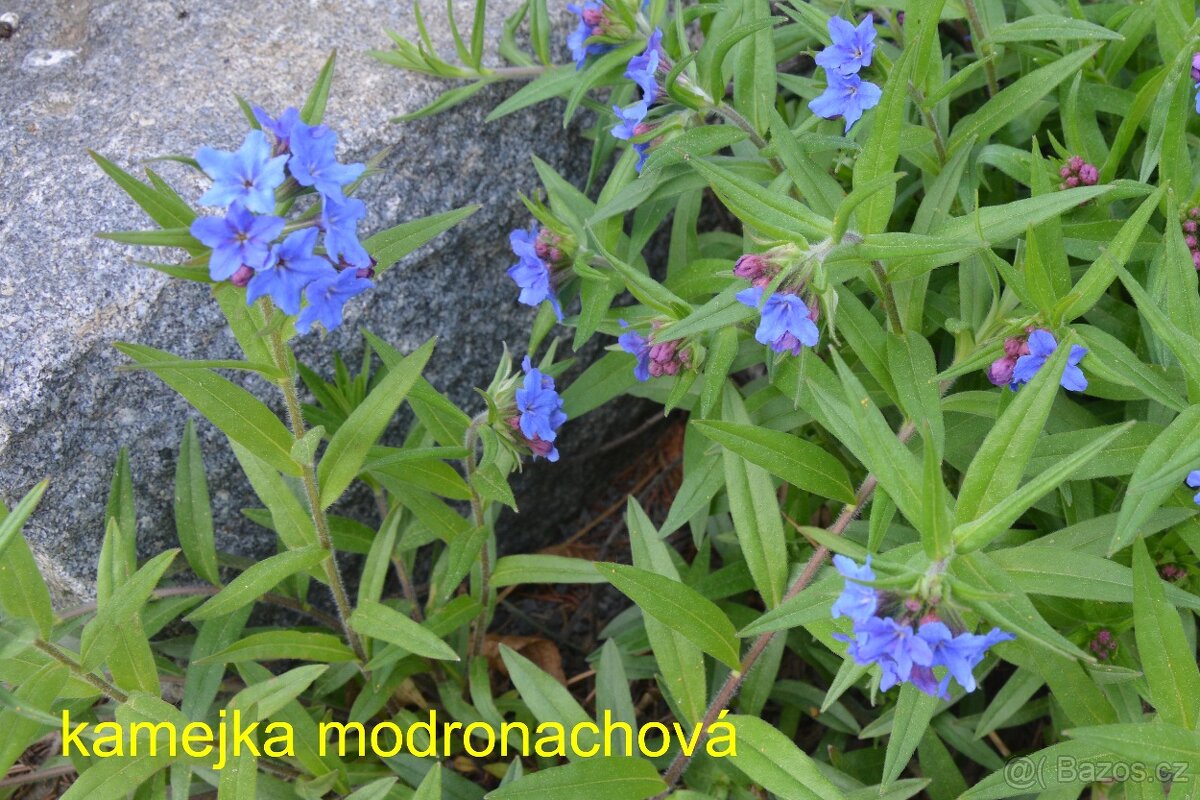 Trvalky, okrasné rostliny - 9