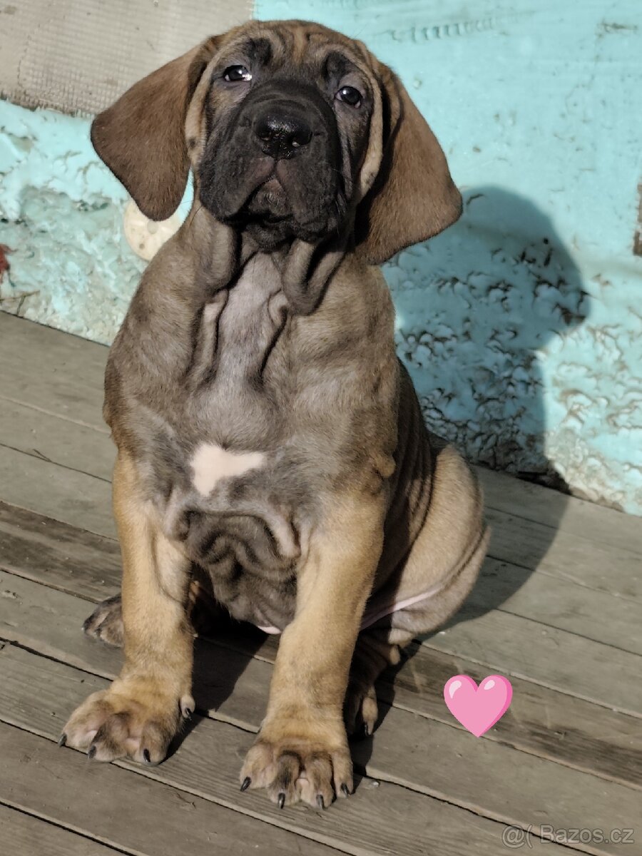 Brazilská fila s PP - 9