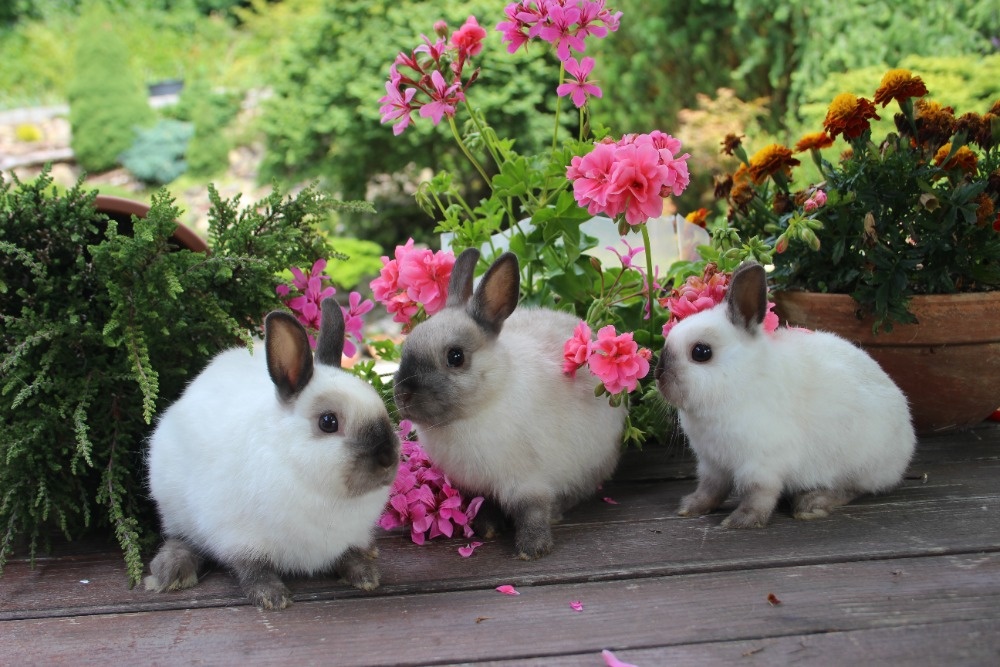 Zakrslý králík siamský žlutý s rodokmenem - 9