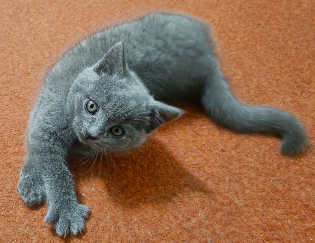 Britská koťata - 9