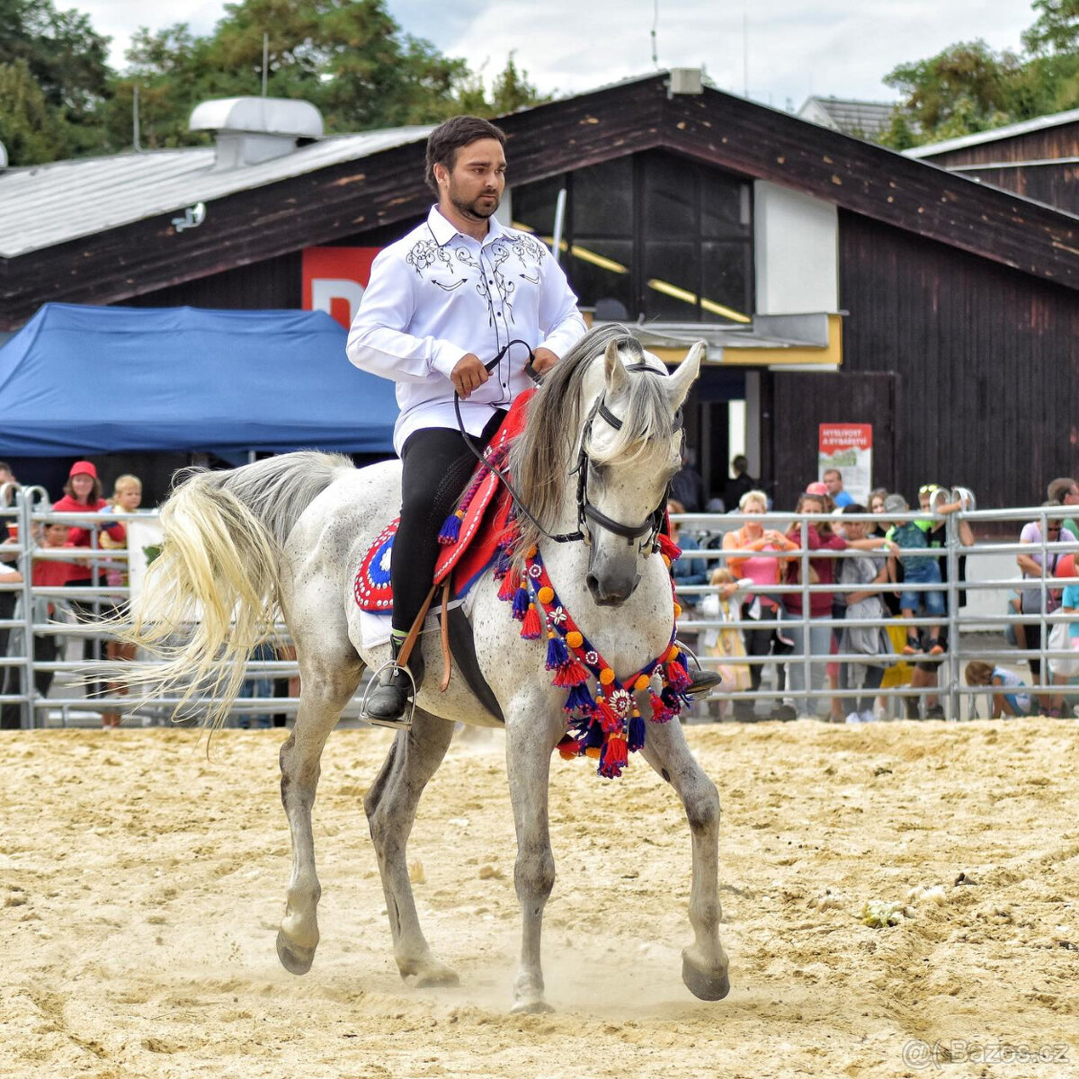 Nabízím arabského hřebečka - 9