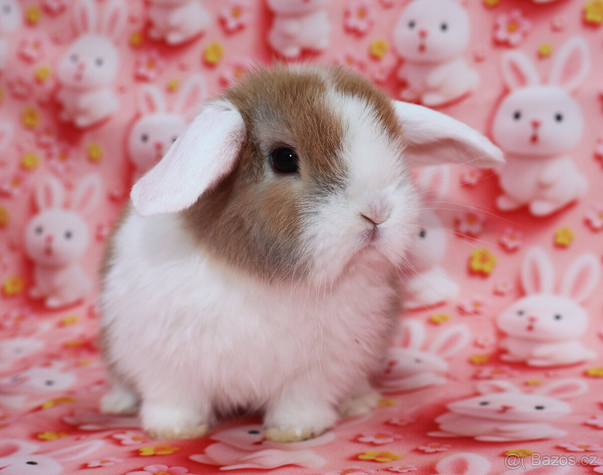 WO Zakrslý beránek s VP . Samička . - 9