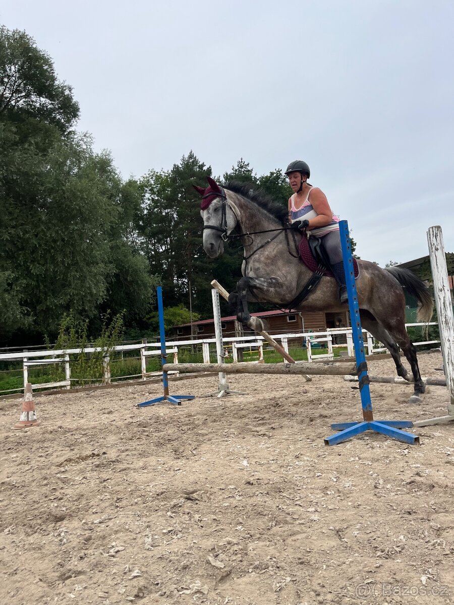 Prodám A1/1 valacha - 9