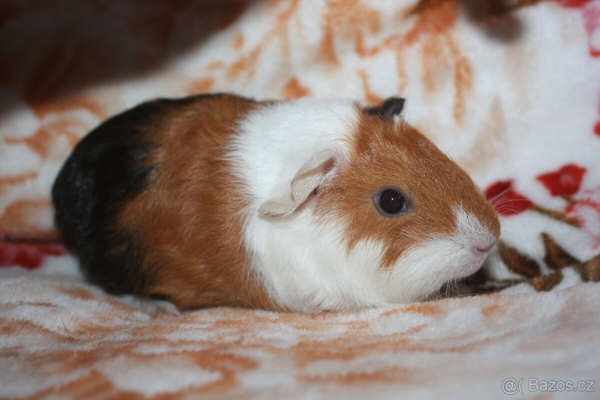 Morče , morčata z chs - 9