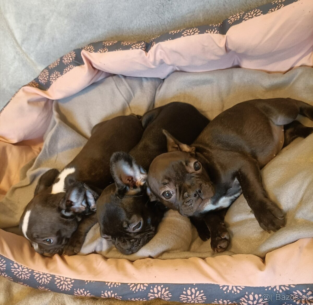 Francouzský buldoček, šteniatka modré a čierne na predaj - 9