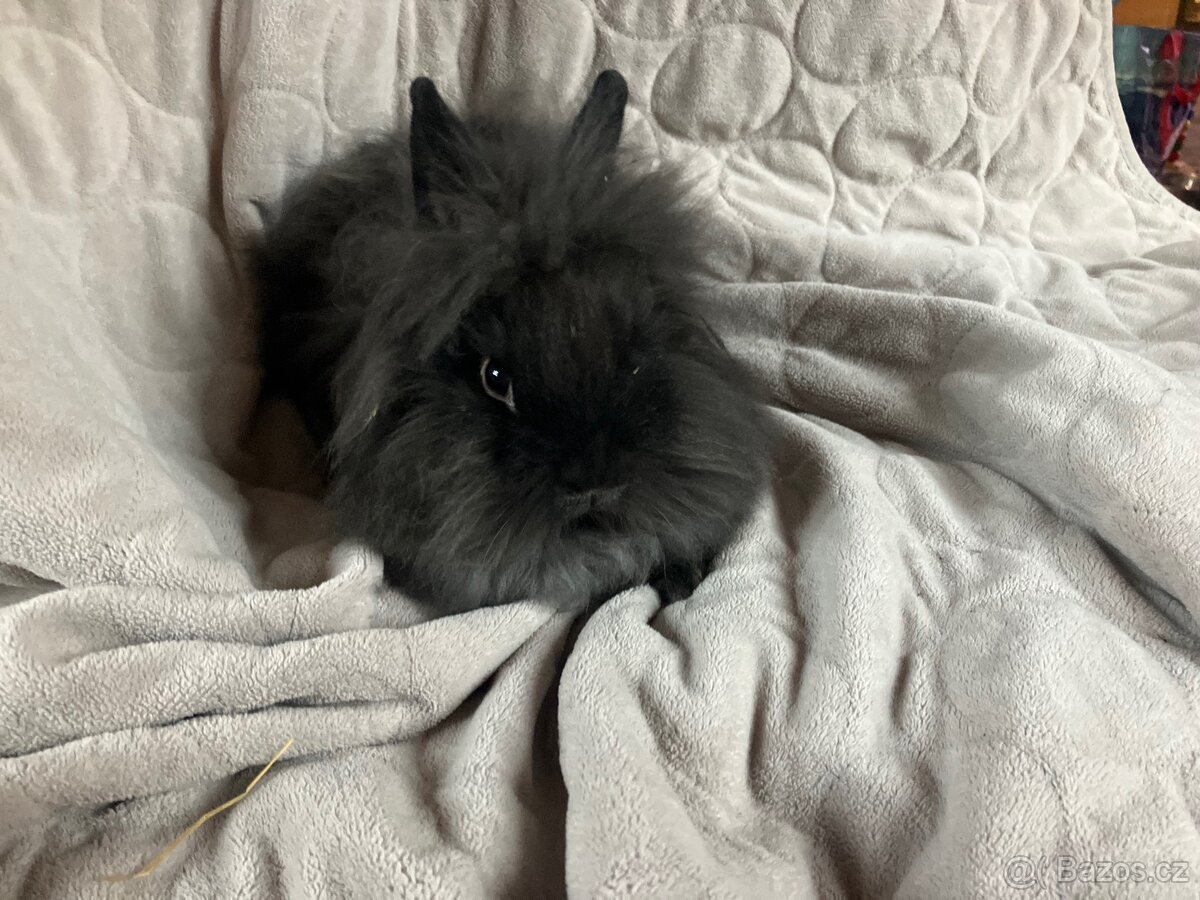 Zakrslý králík Teddy, lvíček i krátkosrstý - 9