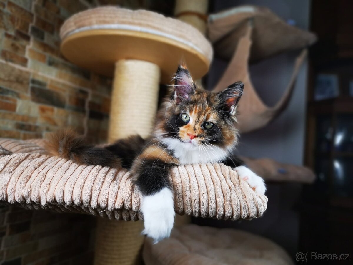 Mainská mývalí kočka s průkazem původu - kočička Nikkie - 9