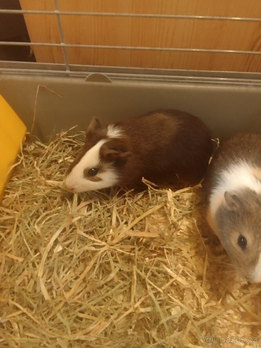 nádherná morčata - 9