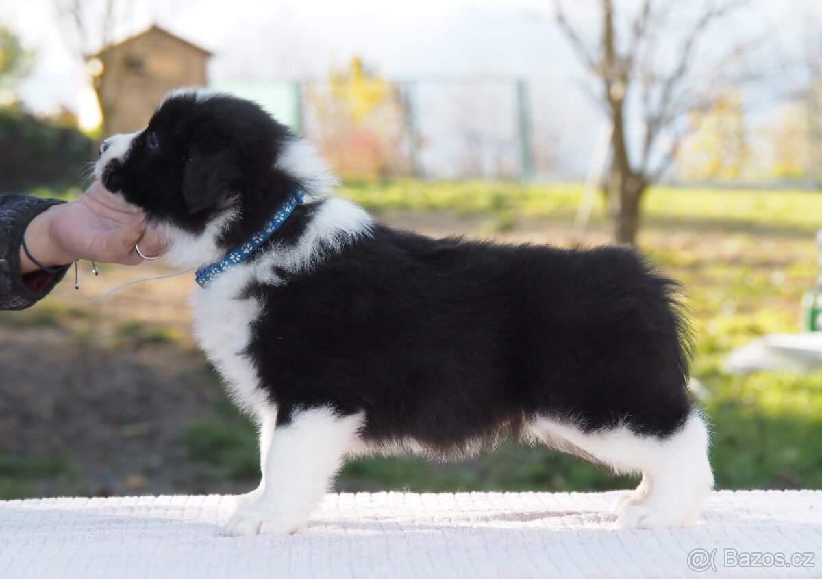 Border kolie s PP - kluk - 9