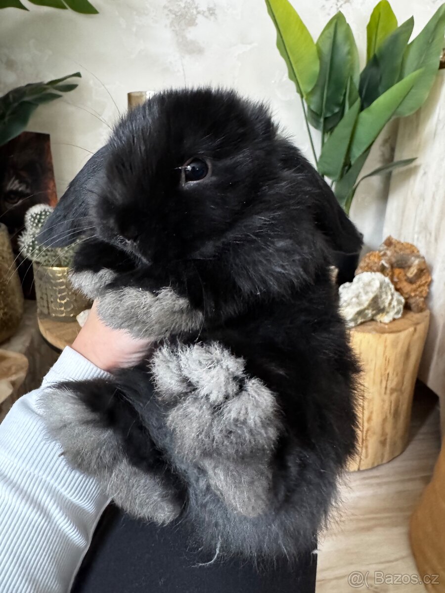 Minilop zakrslý králíček - 9