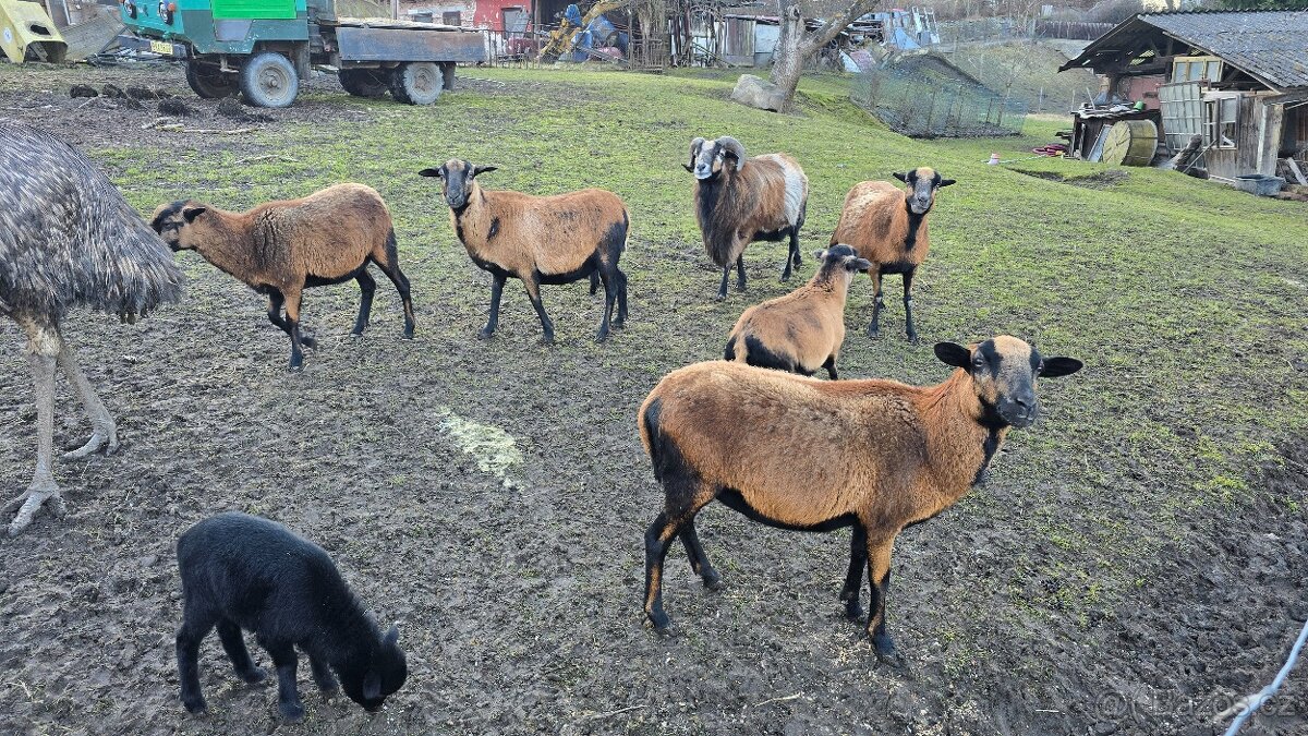 Kamerunské ovce - hobby chov - 9