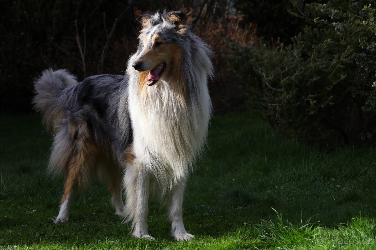 Štěně kolie hledá milující domov - 9