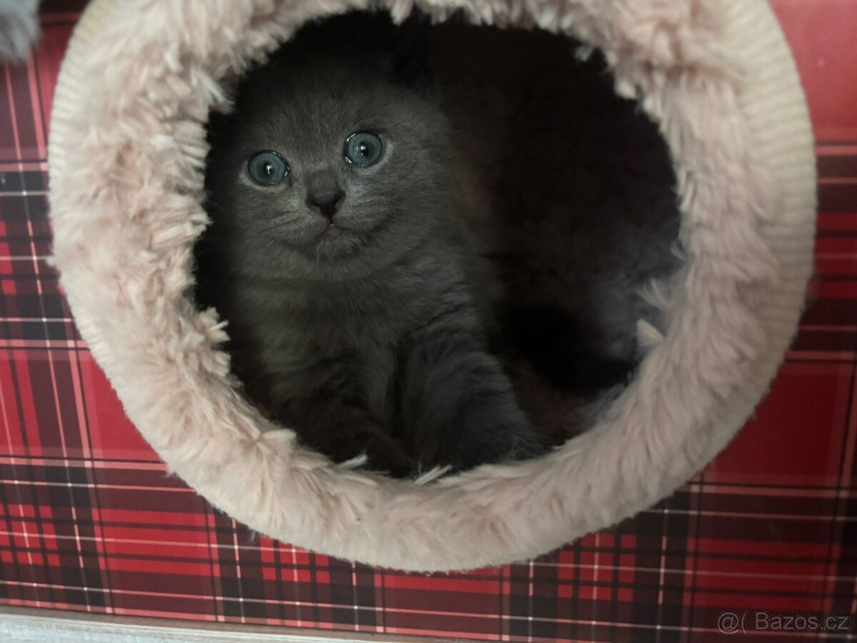 Britská koťátka - 9