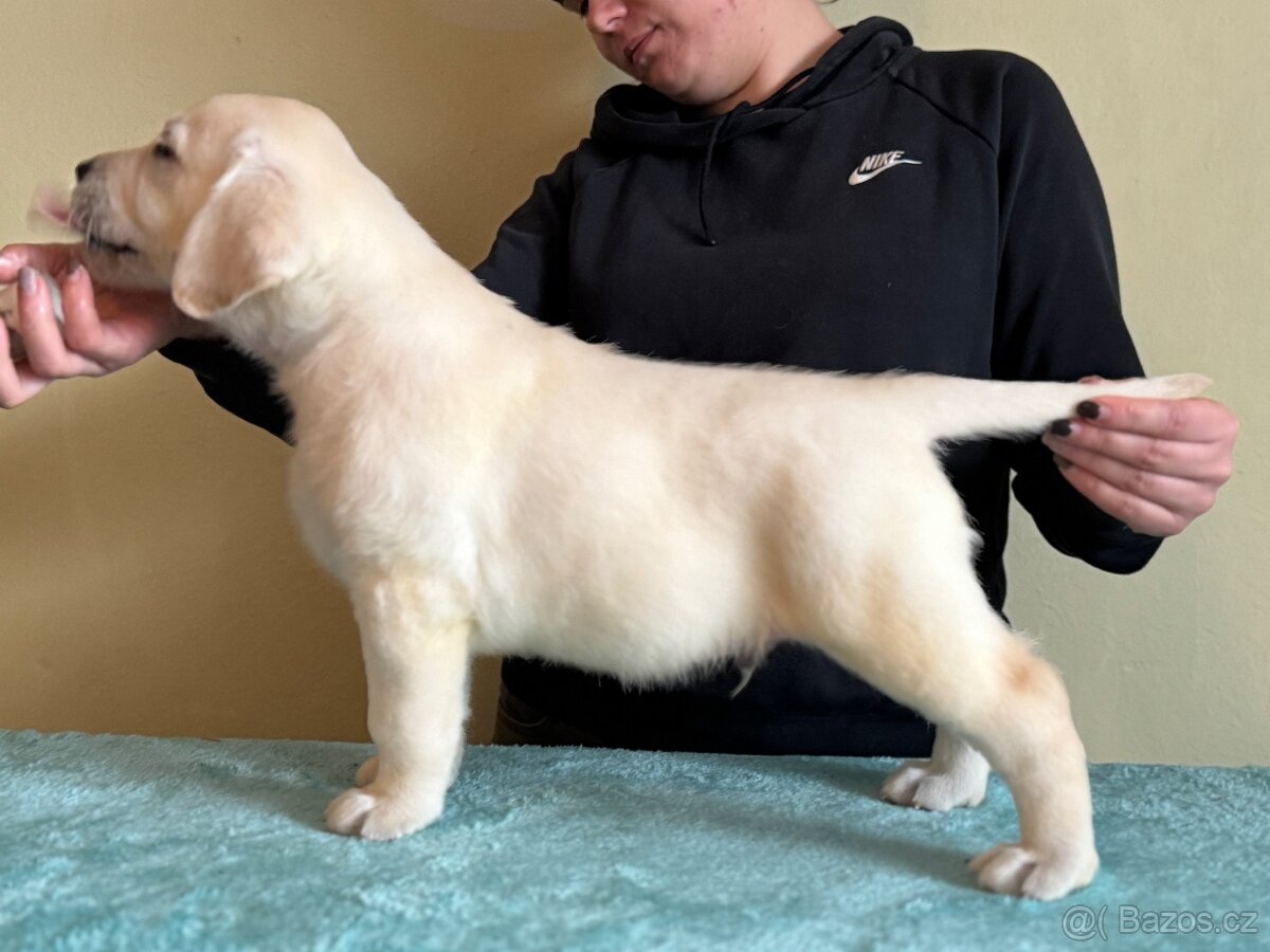 Labradorský retriever - 9