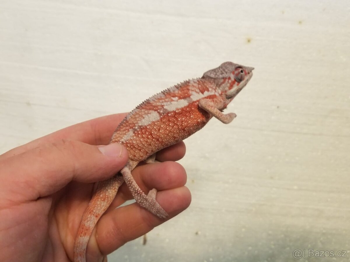 Chameleon pardáli Nosy be - 9