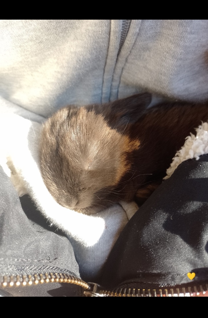 Mazlivý králíčci na prodej - 9