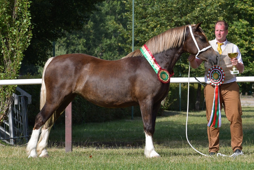 🌟 Hřebeček Welsh Cob v atraktivní barvě 🌟 - 9