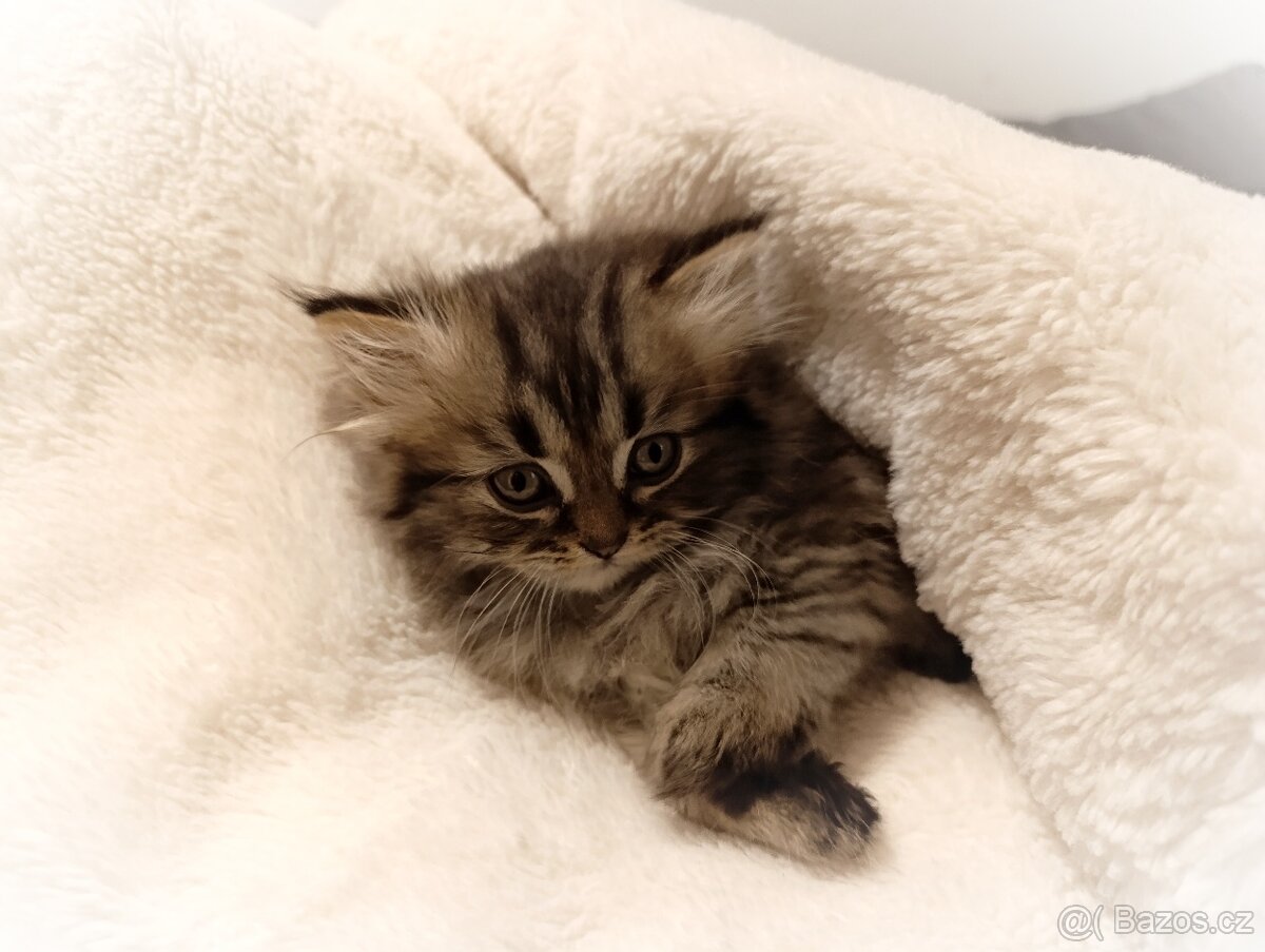 Kotě perské kočičky - 9