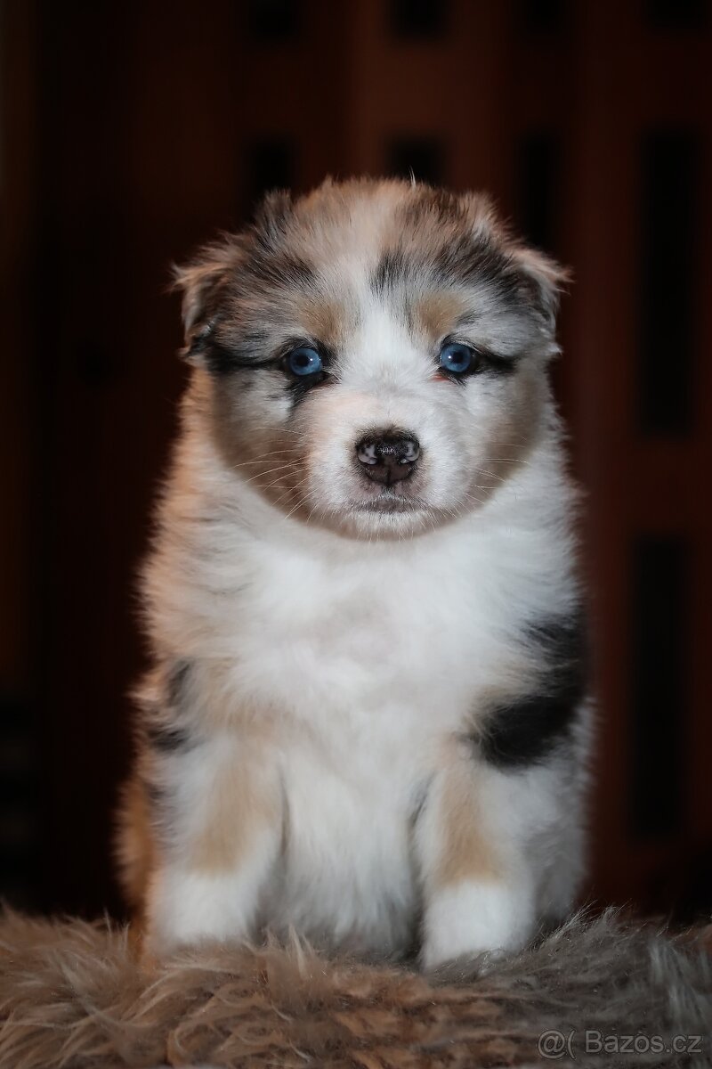 Australských ovčák s PP - 9