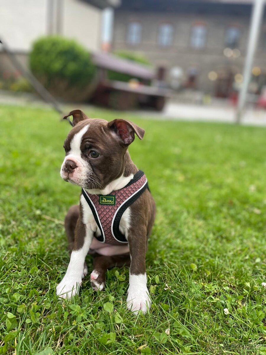 Bostonský teriér s PP - 9