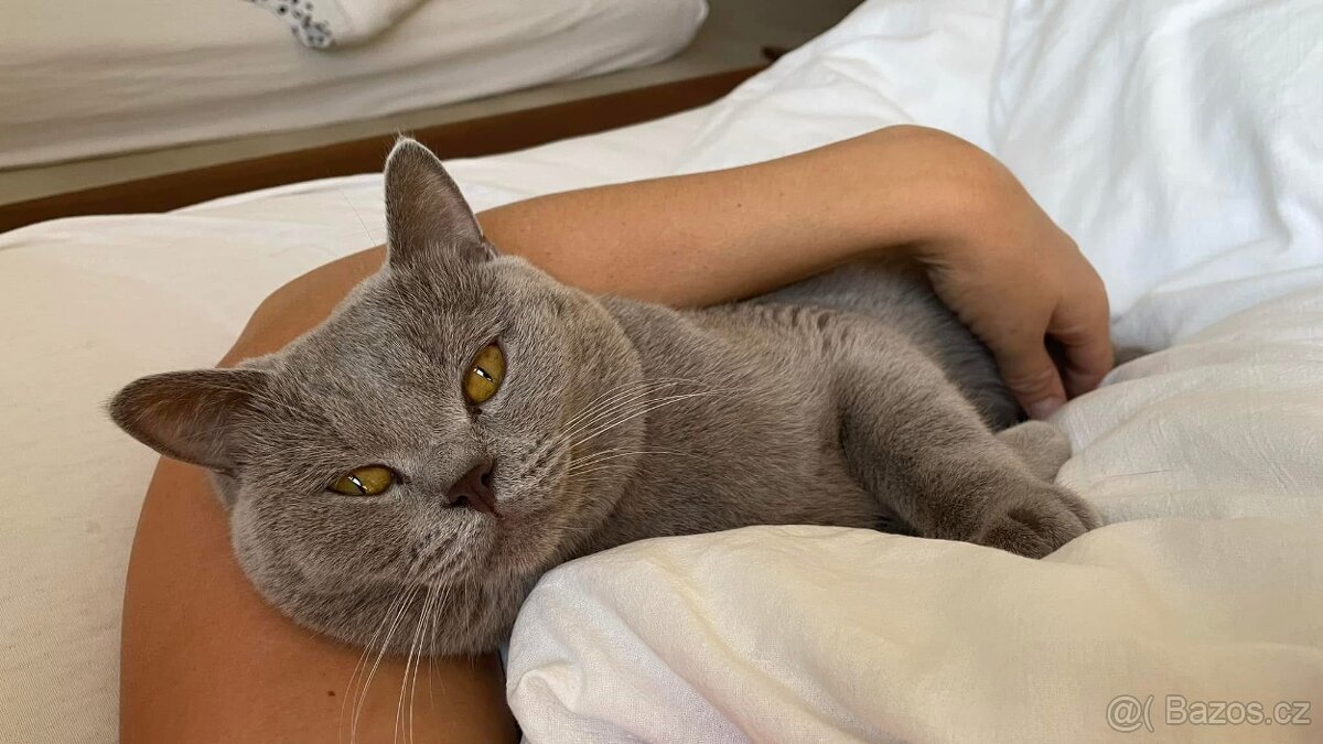 Britský kocour ke krytí - 9