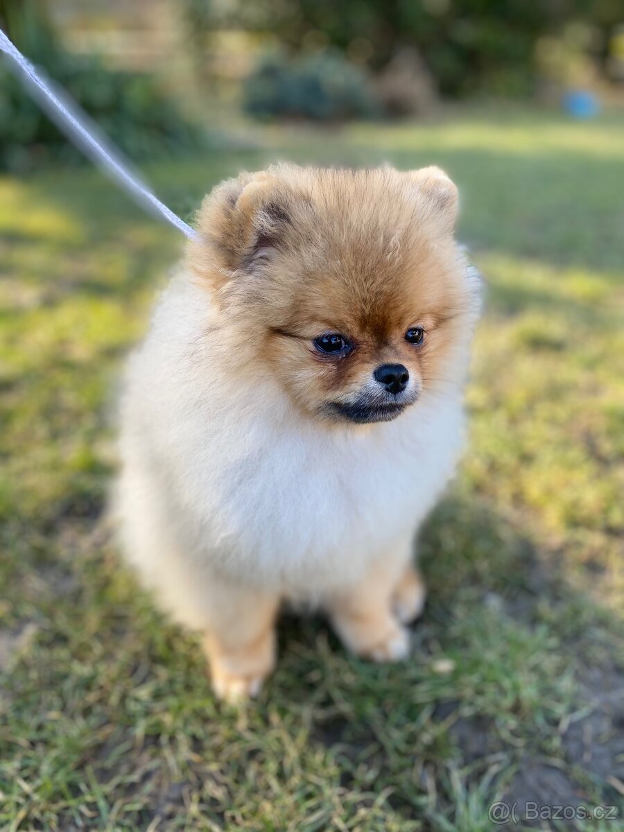 Pomeranian Fci s PP - 9