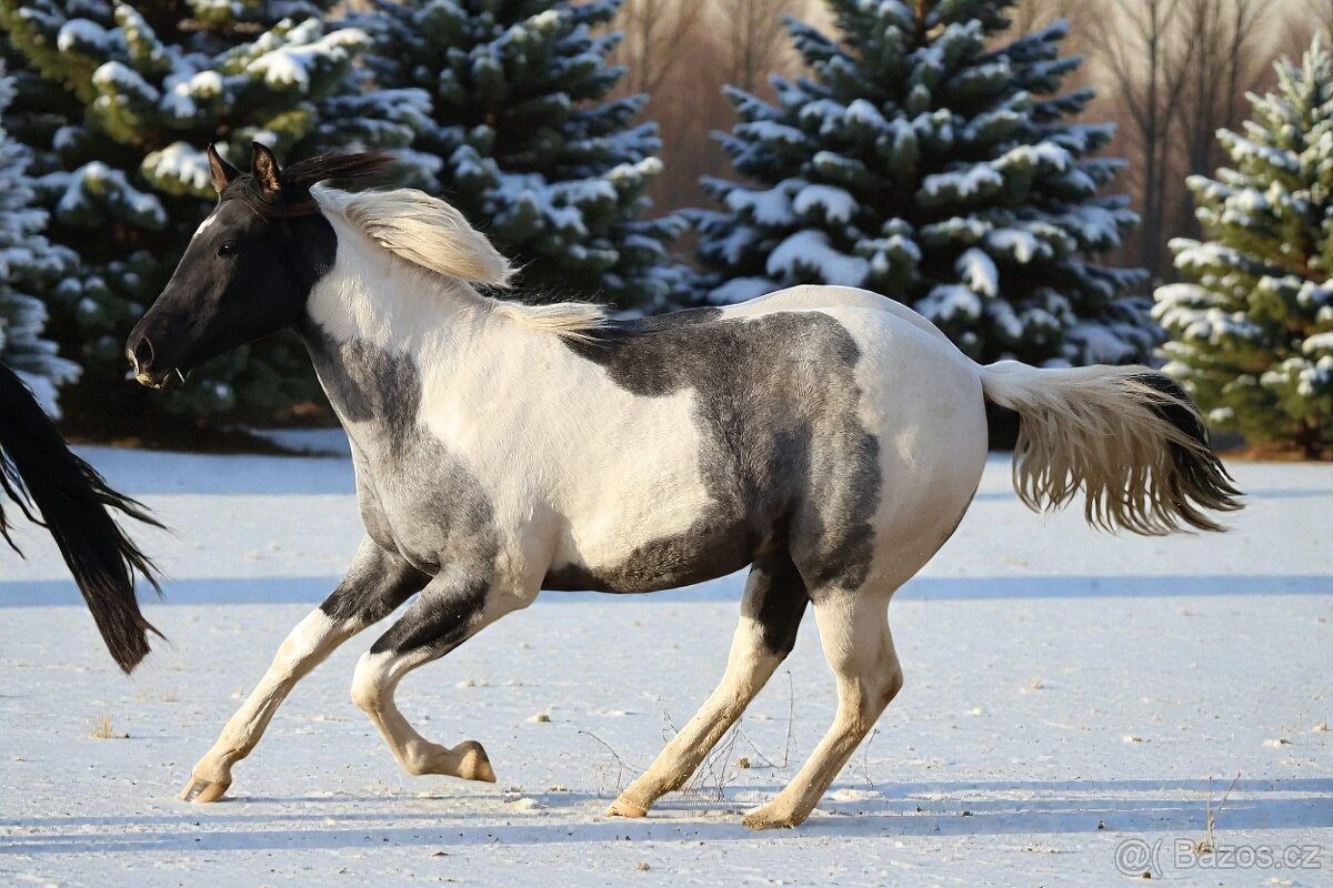 Klisna APH - 7 PANEL - 9