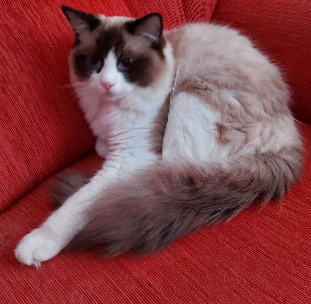 Ponukam ragdoll kocurov na krytie - 9