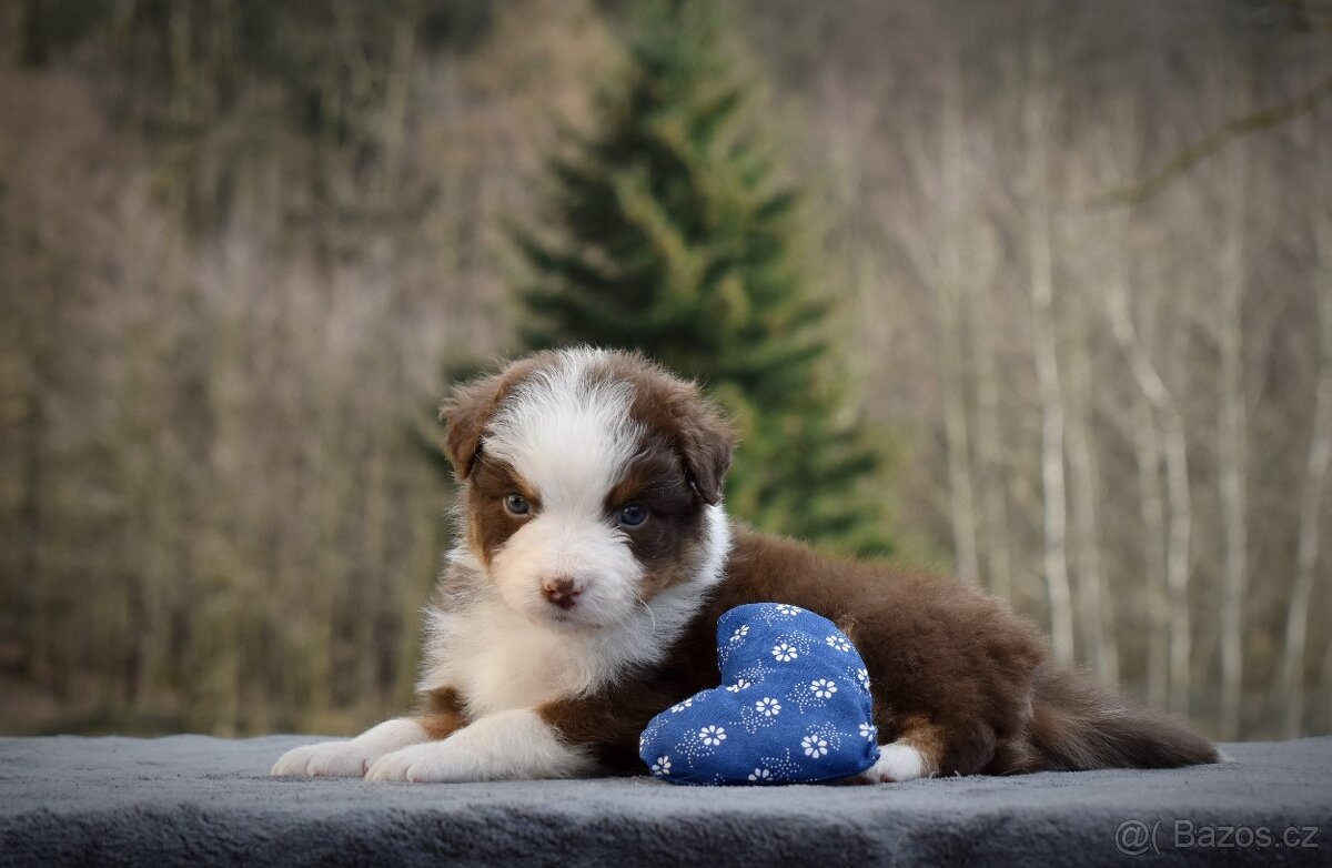 Australský ovčák s PP - 9