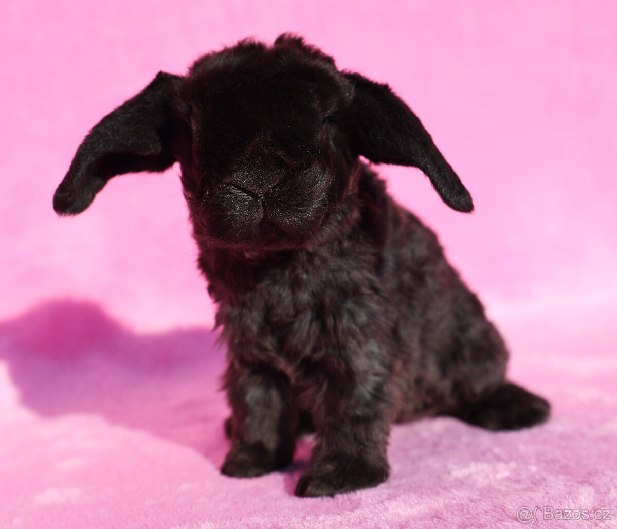 Zakrslý rex beránek , samička s VP . - 9